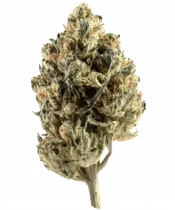 Sugar Zushi, tatlı meyve aroması ve rahatlatıcı etkileriyle öne çıkan Indica baskın bir türdür. Depresyon ve ağrı için ideal. Genetik yapısını keşfedin.