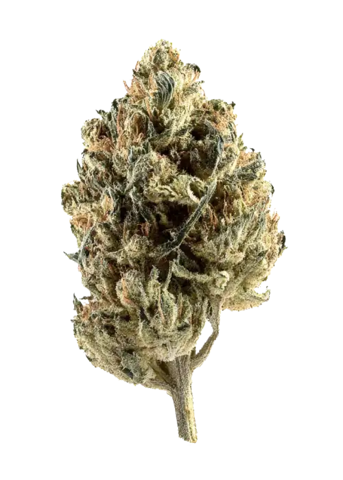 Sugar Zushi, tatlı meyve aroması ve rahatlatıcı etkileriyle öne çıkan Indica baskın bir türdür. Depresyon ve ağrı için ideal. Genetik yapısını keşfedin.