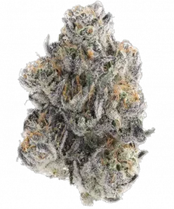 Sun Dart R1, benzersiz yakıtımsı aroması ve yüksek THC içeriğiyle bilinen bir hibrit türdür. Depresyon ve stres için ideal. Özelliklerini keşfedin.