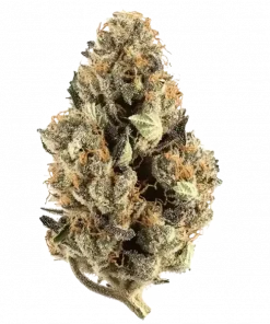 Sunday Driver, tatlı çikolata aroması ve rahatlatıcı etkisiyle öne çıkan dengeli bir hibrit türüdür. Stres ve anksiyeteye karşı etkilerini keşfedin.