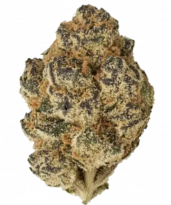 Sunkist Tangie, yakıtımsı aroması ve yüksek THC içeriğiyle bilinen Indica dominant bir türdür. Yaratıcılığı tetikleyen bu eşsiz türü keşfedin ve genetik yapısını görüntüleyin.
