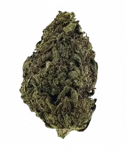 Sunny D, tropikal aromaları ve yüksek THC içeriğiyle bilinen Sativa baskın bir türdür. Enerji verici etkileriyle öne çıkar. Genetik yapısını keşfedin.