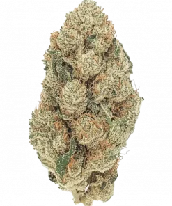 Sunny Z, tatlı meyve aromaları ve THC içeriğiyle öne çıkan Indica baskın bir türdür. Rahatlatıcı etkilerini ve genetik yapısını keşfedin.