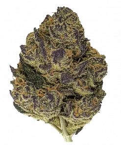 Sunset Bride, narenciye aromaları ve yüksek THC içeriğiyle bilinen Indica baskın bir türdür. Stres ve ağrı için ideal. Bu eşsiz türü keşfedin.