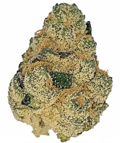 Sunset Cookies, narenciye ve fındık aromalarıyla öne çıkan dengeli bir hibrit türdür. Enerjik Sativa etkileriyle bilinir. Genetik yapısını keşfedin.