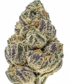 Sunset Gelato, tatlı narenciye aromaları ve yüksek THC içeriğiyle öne çıkan Indica baskın bir türdür. Bu eşsiz türün genetik yapısını ve etkilerini keşfedin.