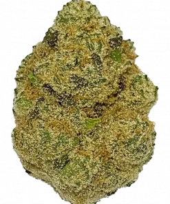 Sunset Octane, tropikal aromaları ve yüksek THC içeriğiyle bilinen Sativa baskın bir türdür. Yaratıcılığı tetikleyen genetik yapısını keşfedin ve detaylıca görüntüleyin.