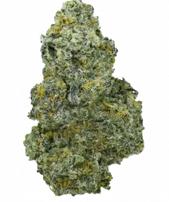 Sunset Pie, tropikal meyve aromaları ve dengeli genetiğiyle öne çıkan bir hibrit türdür. Zihinsel motivasyonu artıran etkilerini keşfedin ve hemen inceleyin.