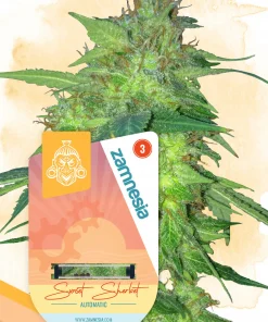 Sunset Sherbet Auto Fem Esrar Tohumu (Zamnesia Seeds)