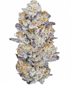 Beautiful Sunsetz, tatlı aroması ve 'e varan THC içeriğiyle öne çıkan dengeli bir hibrit türdür. Bu eşsiz türün genetik yapısını ve potansiyel faydalarını keşfedin.