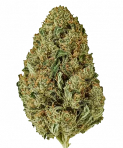 Sunshine, tatlı narenciye aromaları ve keyifli etkisiyle bilinen Sativa baskın bir türdür. Kolay yetiştirme özelliklerini ve faydalarını keşfedin.