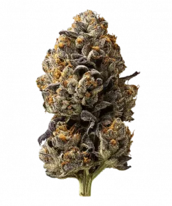 Super Banana Runtz, tatlı meyve aroması ve dengeli genetiğiyle öne çıkan bir hibrit türdür. Yüksek THC içeriğiyle benzersiz deneyimi keşfedin.