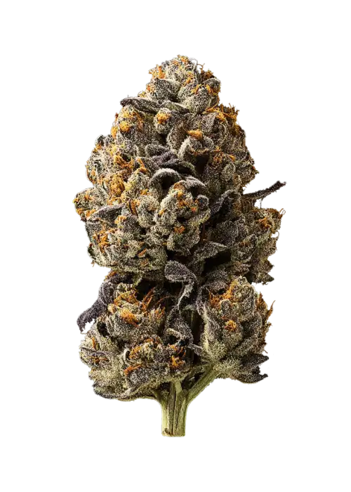 Super Banana Runtz, tatlı meyve aroması ve dengeli genetiğiyle öne çıkan bir hibrit türdür. Yüksek THC içeriğiyle benzersiz deneyimi keşfedin.