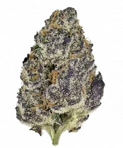 Super Boof Orange, taze meyve aromaları ve dengeli genetiğiyle öne çıkan bir hibrit türdür. Öfori ve rahatlama sunan bu türün özelliklerini keşfedin.