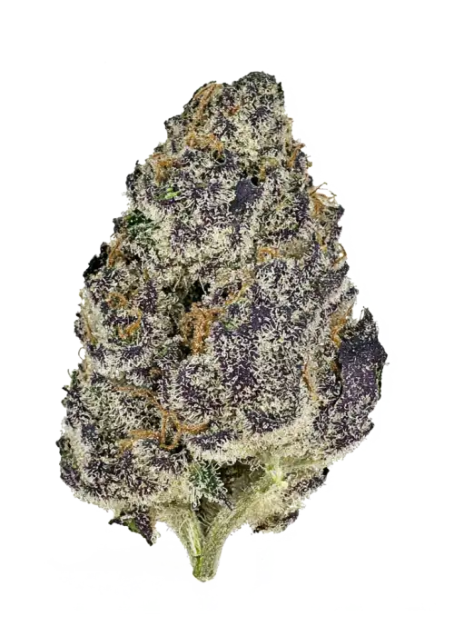 Super Boof Orange, taze meyve aromaları ve dengeli genetiğiyle öne çıkan bir hibrit türdür. Öfori ve rahatlama sunan bu türün özelliklerini keşfedin.