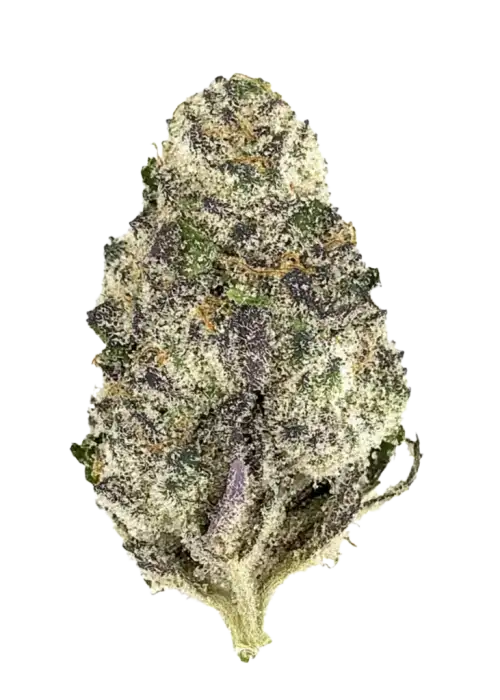 Super Boof, turunçgil ve fındık aromalı, yüksek THC'li dengeli bir hibrit türdür. Ağrı ve stres için ideal. Genetik yapısını keşfedin ve etkilerini görüntüleyin.