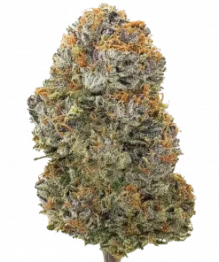 Super Cheese Dog, keskin peynir aroması ve yüksek THC içeriğiyle öne çıkan dengeli bir hibrit türdür. Evforik etkilerini ve genetik yapısını keşfedin.