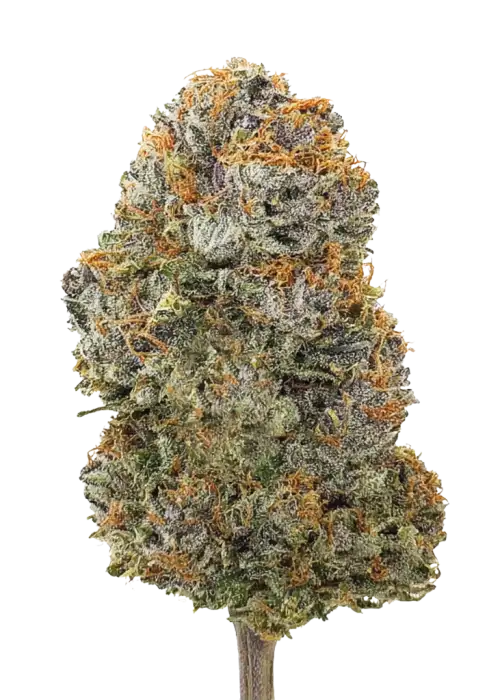 Super Cheese Dog, keskin peynir aroması ve yüksek THC içeriğiyle öne çıkan dengeli bir hibrit türdür. Evforik etkilerini ve genetik yapısını keşfedin.