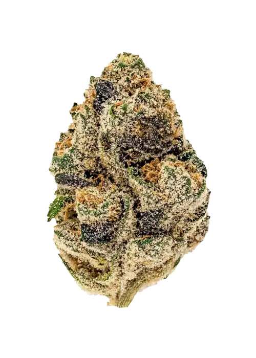 Super Gremlin, yakıtımsı aroması ve yüksek THC içeriğiyle bilinen Indica baskın bir türdür. Sherbanger x Animal Cookies genetiğini keşfedin ve etkilerini görüntüleyin.