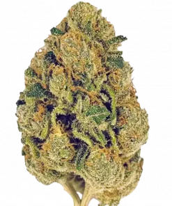 Super Lemon Haze, keskin limon aroması ve enerji verici Sativa etkisiyle bilinen ödüllü bir türdür. Bu eşsiz genetiği keşfedin ve şimdi inceleyin.