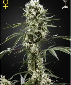 Super Lemon Haze Feminized Esrar Tohumu (Green House Seed Co.)