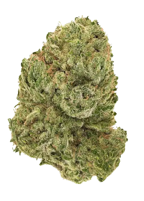 Super Lemon Haze RBX3, kimyasal limon aroması ve tatlı meyve notalarıyla öne çıkan bir türdür. Yüksek verim ve güçlü etki için hemen keşfedin.