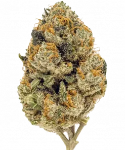 Super Lemon Haze x RS11, sert yakıtımsı aroması ve yüksek THC içeriğiyle bilinen Indica dominant bir türdür. Derin rahatlama ve uyku için ideal. Özelliklerini keşfedin.