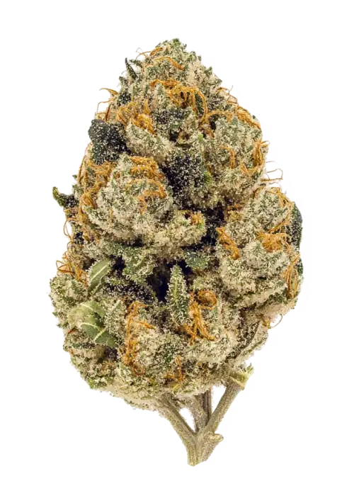 Super Lemon Haze x RS11, sert yakıtımsı aroması ve yüksek THC içeriğiyle bilinen Indica dominant bir türdür. Derin rahatlama ve uyku için ideal. Özelliklerini keşfedin.