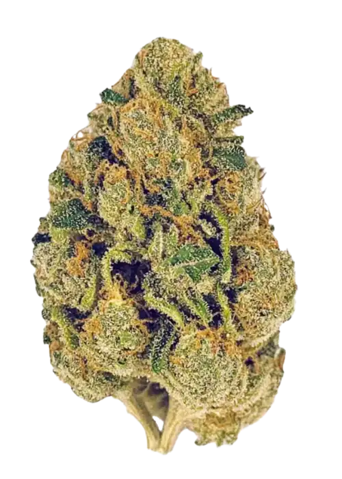 Super Lemon Haze, keskin limon aroması ve enerji verici Sativa etkisiyle bilinen ödüllü bir türdür. Bu eşsiz genetiği keşfedin ve şimdi inceleyin.