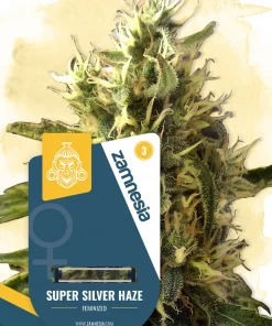 Super Silver Haze Feminized Esrar Tohumu (Zamnesia Seeds)