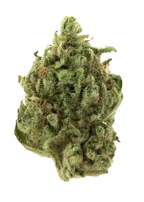 Super Silver Haze, yoğun narenciye aroması ve yüksek enerjisiyle bilinen sativa baskın bir türdür. Haze genetiğinin bu eşsiz örneğini keşfedin.