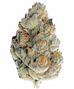 Super Skunk, sert yakıtımsı aroması ve yüksek THC içeriğiyle bilinen Indica dominant bir türdür. Güçlü etkilerini ve eşsiz lezzetini keşfedin.