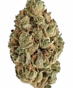 Super Sour Diesel, yakıtımsı ve narenciye aromalarıyla öne çıkan güçlü bir Sativa türüdür. Yüksek THC içeriğiyle dikkat çeker. Genetik yapısını keşfedin.