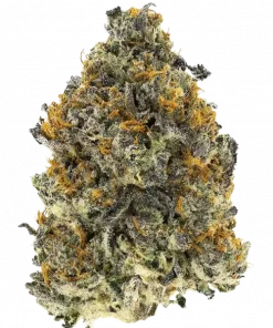 Super Zolider Serum, tatlı kurabiye aroması ve dengeli etkisiyle öne çıkan hibrit bir türdür. Yüksek THC içeriğiyle dikkat çeker. Genetik yapısını keşfedin.