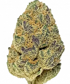 Supernova, tatlı meyvemsi aroması ve yüksek THC içeriğiyle öne çıkan Indica dominant bir türdür. Yaratıcılığı artıran etkilerini keşfedin ve genetik yapısını görüntüleyin.