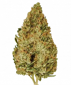 Süpersonik, tatlı-ekşi meyve aromaları ve canlandırıcı etkileriyle bilinen Sativa baskın bir türdür. Depresyon ve yorgunluk için ideal. Özelliklerini keşfedin.