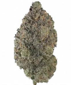 Super Teds, kimyasal limon aroması ve yüksek THC içeriğiyle öne çıkan dengeli bir hibrit türdür. Enerji veren ve rahatlatan etkilerini keşfedin.