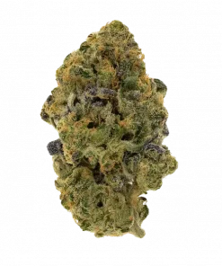 Surely Temple, tatlı çilek aroması ve yüksek CBD içeriğiyle öne çıkan Indica baskın bir türdür. Ağrı ve anksiyeteye karşı potansiyel etkilerini keşfedin.