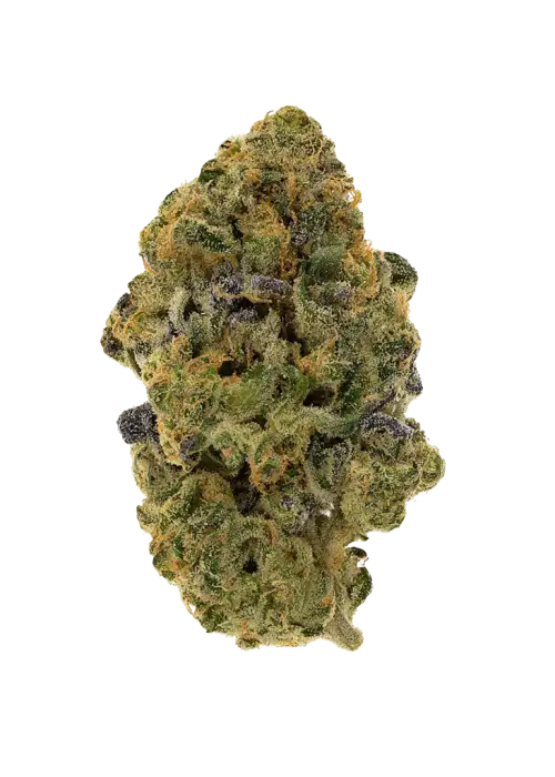 Surely Temple, tatlı çilek aroması ve yüksek CBD içeriğiyle öne çıkan Indica baskın bir türdür. Ağrı ve anksiyeteye karşı potansiyel etkilerini keşfedin.