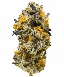 Swazey, lavanta ve orman meyveleri aromalı, yüksek THC'li bir Sativa türüdür. Yaratıcılığı artıran etkileriyle öne çıkar. Genetik yapısını keşfedin.