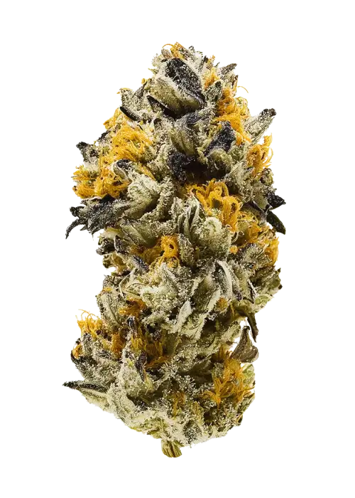 Swazey, lavanta ve orman meyveleri aromalı, yüksek THC'li bir Sativa türüdür. Yaratıcılığı artıran etkileriyle öne çıkar. Genetik yapısını keşfedin.