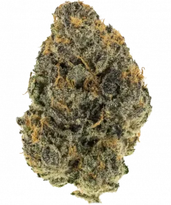 Sweatband OG, tatlı turunçgil aroması ve rahatlatıcı etkileriyle bilinen indica dominant bir türdür. Karma Genetics'in bu özel türünü keşfedin ve özelliklerini görüntüleyin.