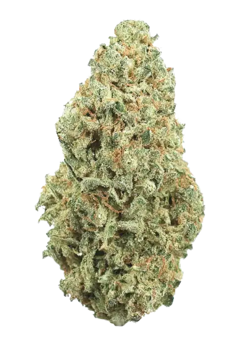 Sweet Amnesia Haze, limon aromaları ve yüksek enerjisiyle bilinen sativa baskın türdür. Hızlı çiçeklenme özelliğiyle öne çıkar. Genetik yapısını keşfedin.