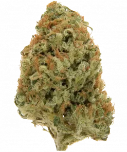 Sweet Cheese™, tatlı peynir aroması ve yüksek THC içeriğiyle bilinen Sativa baskın bir türdür. Yaratıcılığı teşvik eden bu eşsiz türü keşfedin.