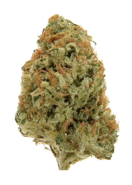 Sweet Cheese™, tatlı peynir aroması ve yüksek THC içeriğiyle bilinen Sativa baskın bir türdür. Yaratıcılığı teşvik eden bu eşsiz türü keşfedin.