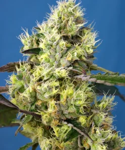 Sweet Gelato ® Auto Fem Esrar Tohumu (Sweet Seeds)