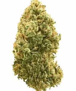 Sweet Heat, tropikal meyve aromaları ve yüksek THC içeriğiyle öne çıkan dengeli bir hibrit türdür. Yaratıcılığı ve mutluluğu keşfedin. Genetik yapısını görüntüleyin.