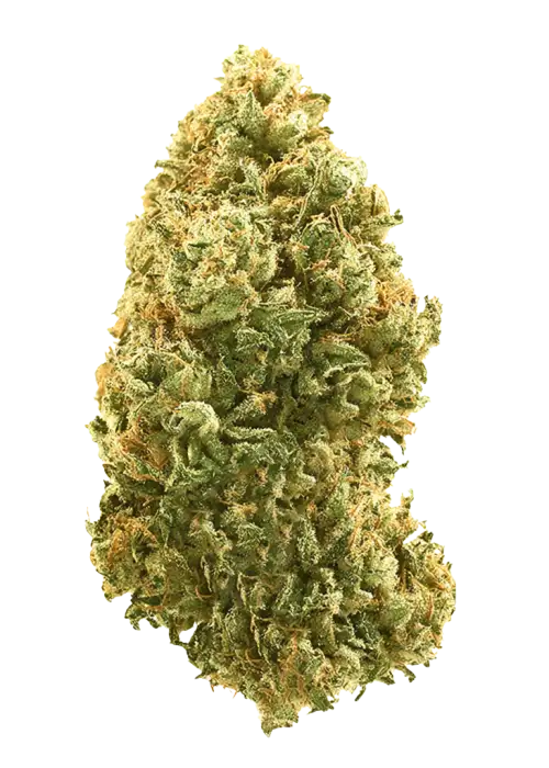 Sweet Heat, tropikal meyve aromaları ve yüksek THC içeriğiyle öne çıkan dengeli bir hibrit türdür. Yaratıcılığı ve mutluluğu keşfedin. Genetik yapısını görüntüleyin.