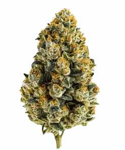 Sweet Kush, tatlı meyve aromaları ve dengeli etkisiyle öne çıkan bir hibrit türdür. Ağrı ve stres için ideal. Bu eşsiz türü keşfedin.