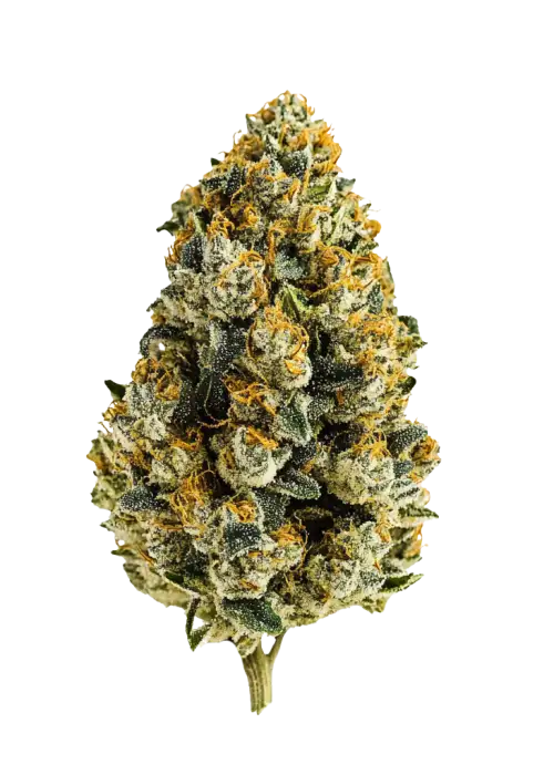 Sweet Kush, tatlı meyve aromaları ve dengeli etkisiyle öne çıkan bir hibrit türdür. Ağrı ve stres için ideal. Bu eşsiz türü keşfedin.